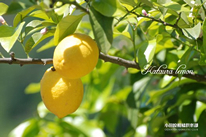 低農薬で栽培される国産片浦レモン