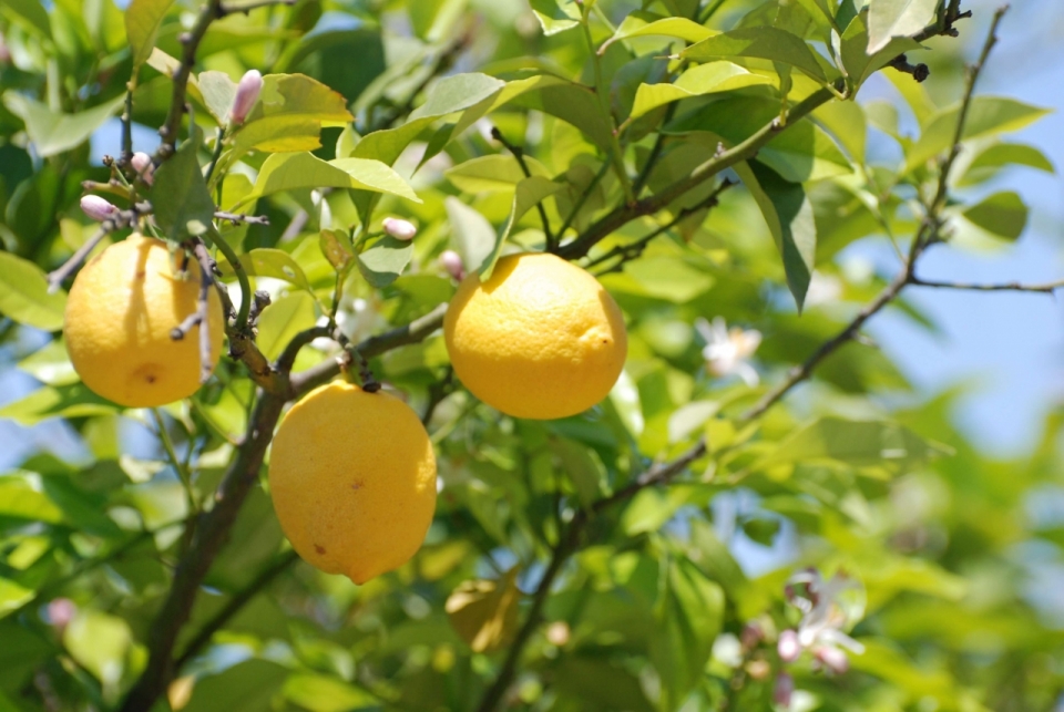商品紹介-小田原レモンクラフトチューハイ | 小田原柑橘倶楽部