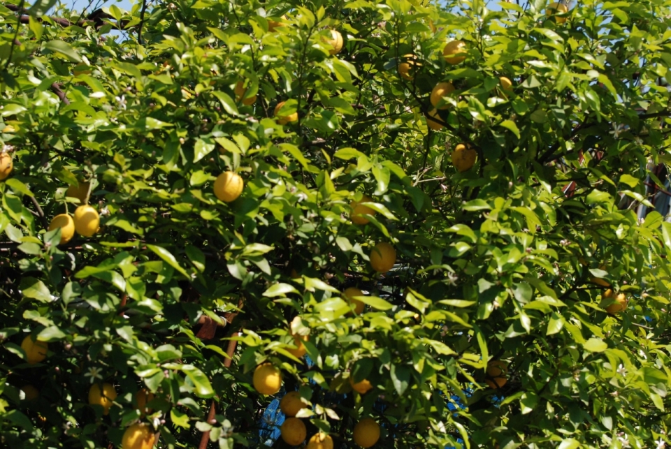 商品紹介-小田原レモンクラフトチューハイ | 小田原柑橘倶楽部